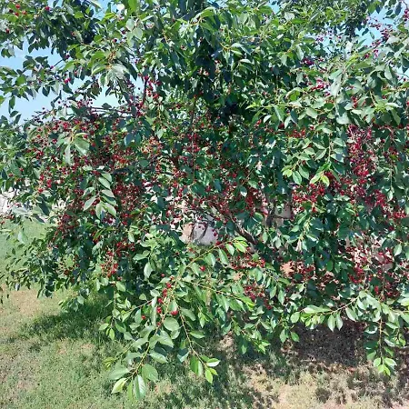 公寓 Baksa 坎法奈尔