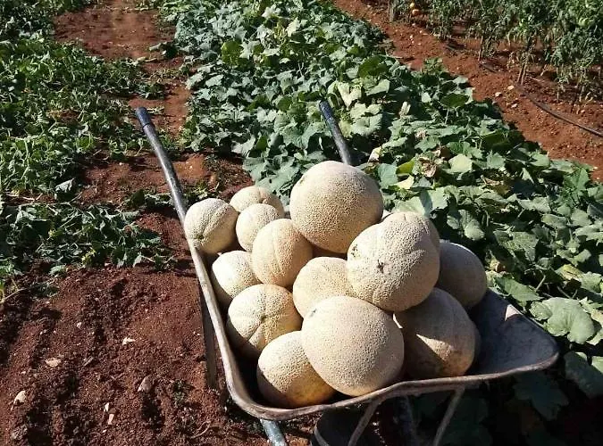 Baksa * カンファナル