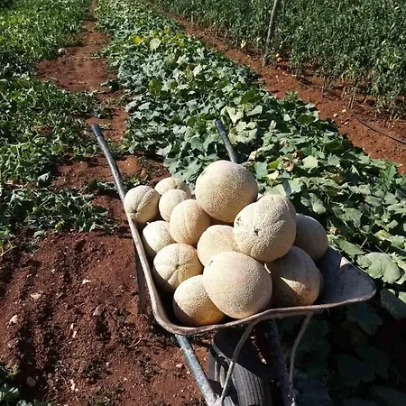 Baksa * Kanfanar