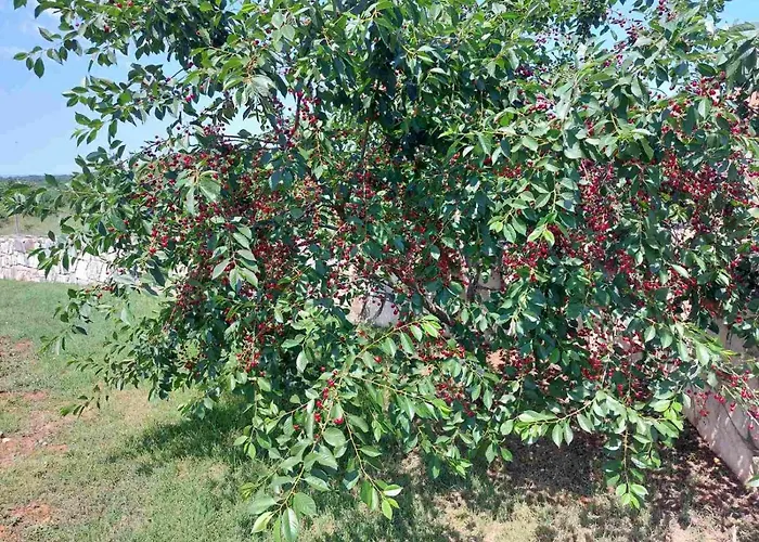 Apartman Baksa Kanfanar